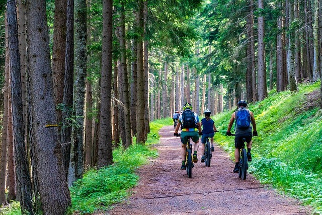 people cycling in a forest