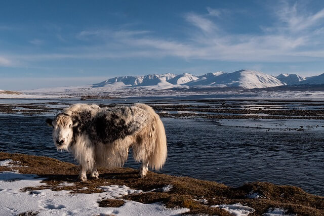 a yak in Tsomgo Lake, sikkim