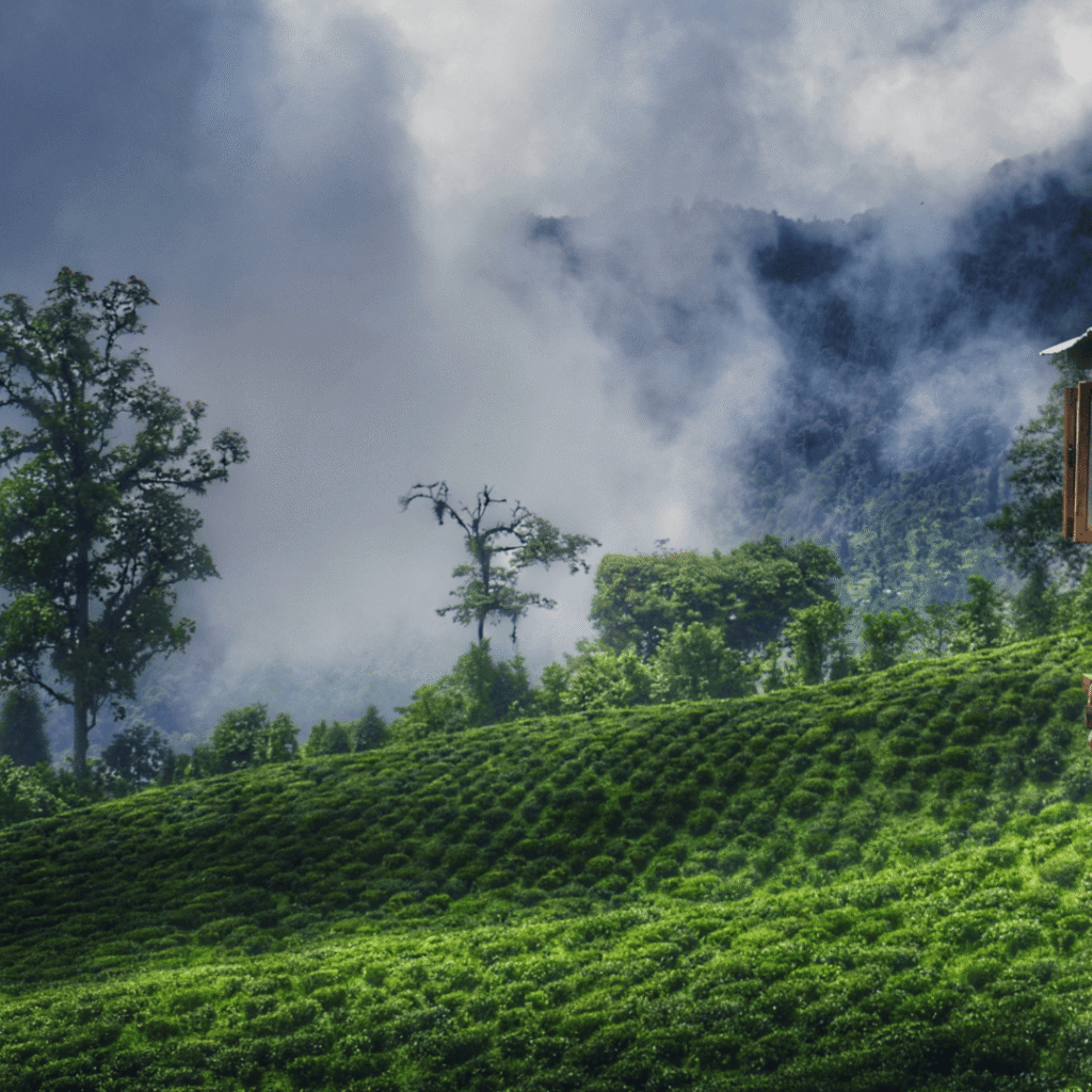 an image of a beautiful tea garden in sikkim