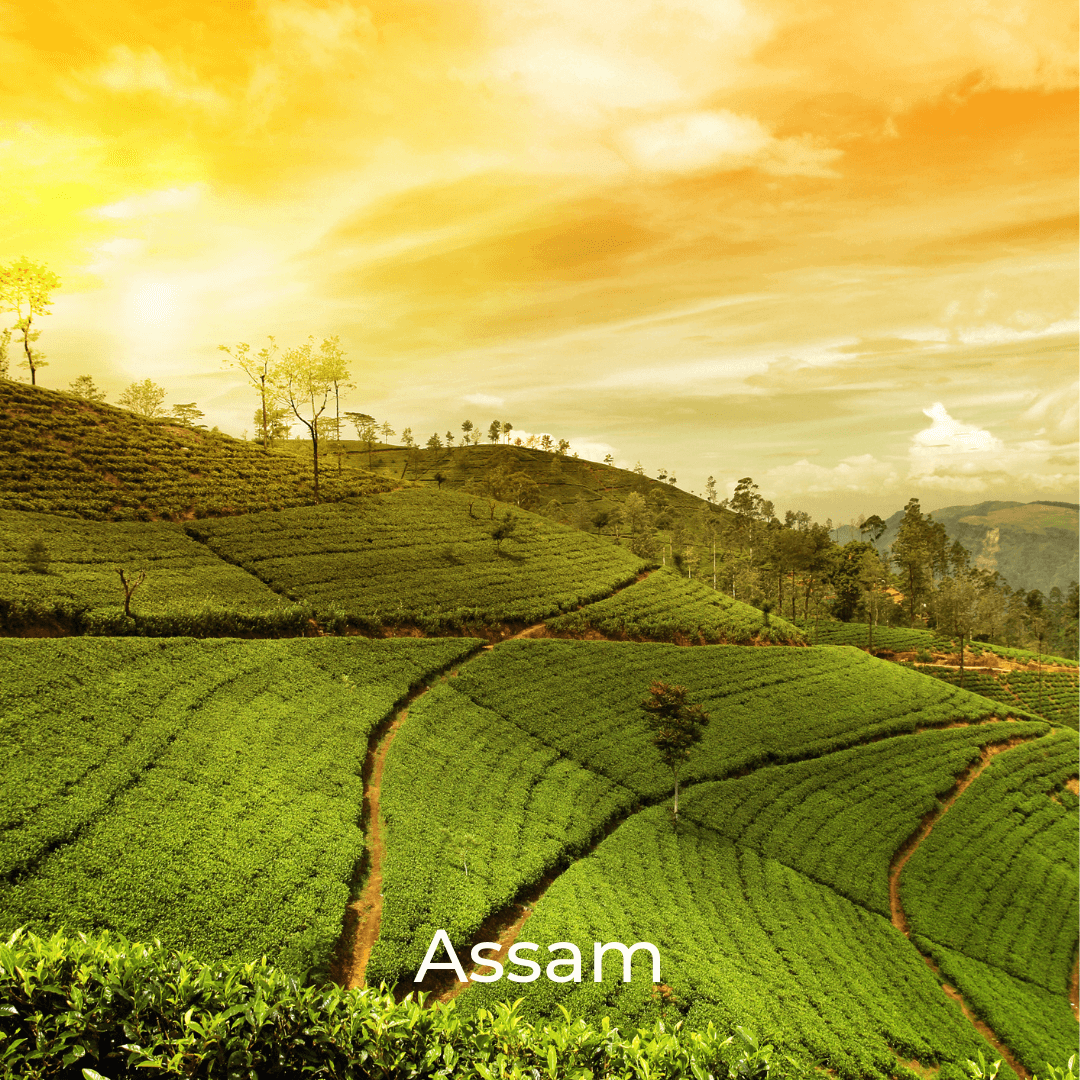 assam-2
