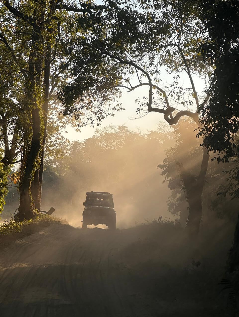 kaziranga safari