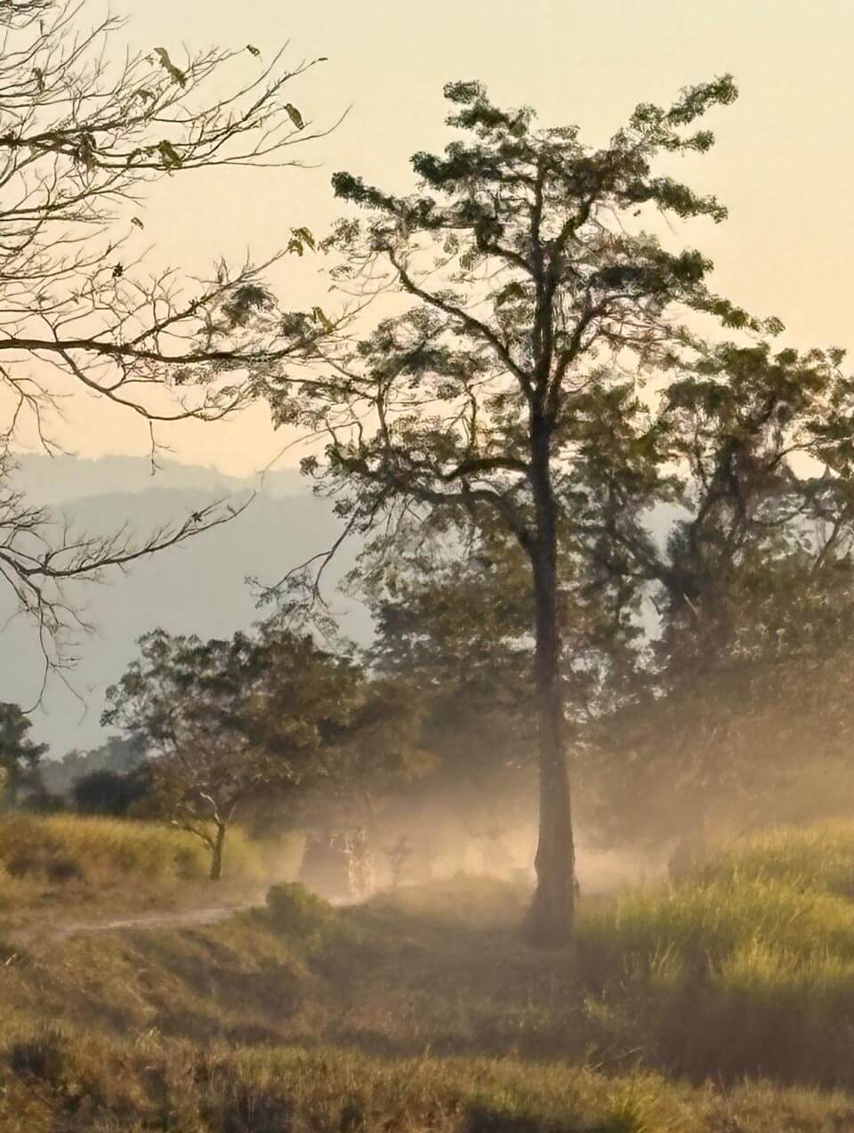 kaziranga