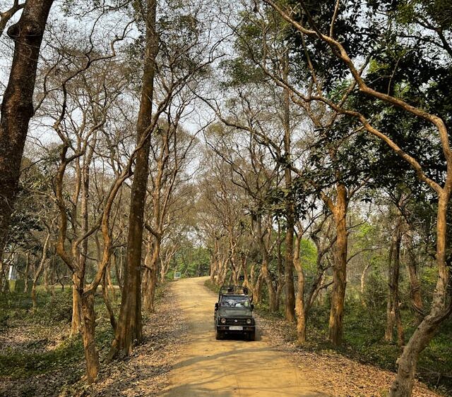 safari jeep in kaziranga