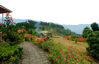 Red flowers in a garden on the hills of Kalimpong