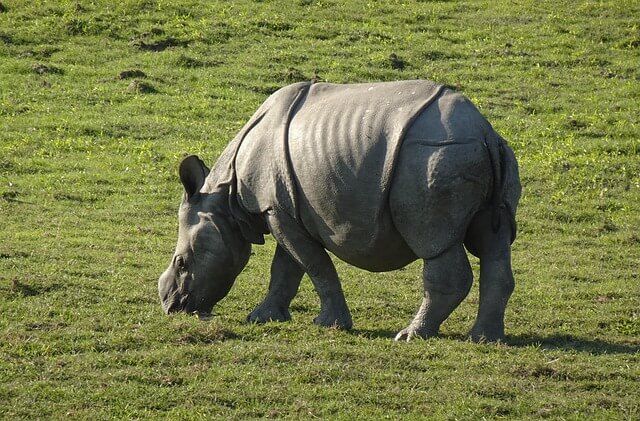 a rhinoceros in kaziranga national park, assam