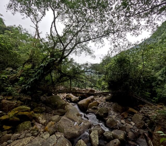 living root bridge