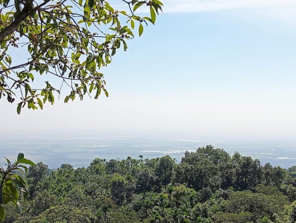 Forest view with clear blue sky in Mawlynnong Village