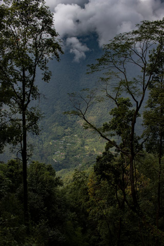 Dark green forest-covered hills in Sikkim