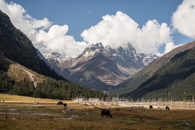 Scenic Yumthang Valley surrounded by green hills